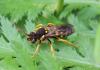 Nomada sexfasciata